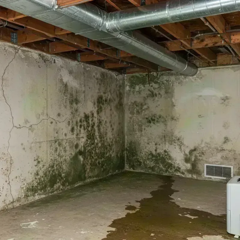 Professional Mold Removal in Cedar Grove, FL